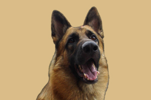 德牧生產(chǎn)前的征兆有哪些