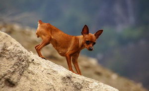 小鹿犬吃什么狗糧好 迷你杜賓犬狗糧選擇推薦