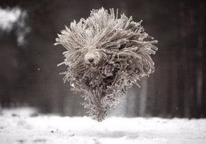 可蒙犬怎么洗澡 可蒙犬洗澡流程注意事項