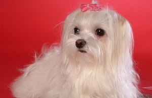 馬爾濟斯犬毛發(fā)怎么打理 馬爾濟斯犬毛發(fā)打理教程