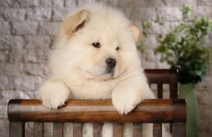 松獅犬夏天要怎么養(yǎng) 松獅犬夏天飼養(yǎng)注意事項