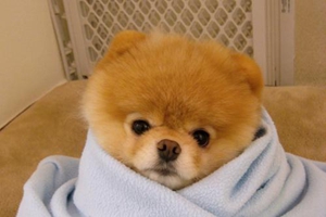 小狗生產(chǎn)后注意事項