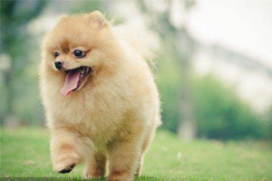 博美犬產(chǎn)后吃什么