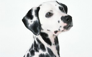 斑點狗缺鈣怎么補 大麥町犬補鈣方法