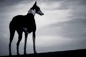 格力犬幼犬怎么養(yǎng) 靈緹犬幼犬喂養(yǎng)護(hù)理方法