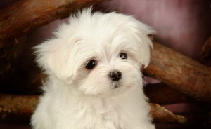 比熊犬怎么洗澡 卷毛比熊犬洗澡流程