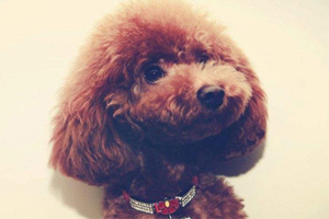 母泰迪懷孕做什么準(zhǔn)備