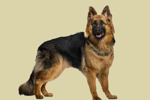 德牧懷孕后怎么喂養(yǎng)