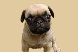 巴哥什么時候發(fā)情