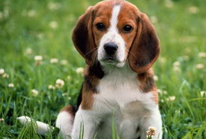 比格犬怎么洗澡 米格魯獵兔犬洗澡方法