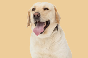 拉布拉多生產(chǎn)后吃什么