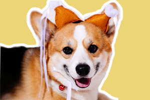 柯基犬懷孕是什么樣子