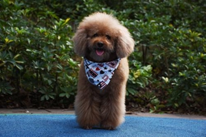 泰迪發(fā)情期在什么時候