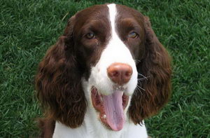 史賓格犬吃什么有營養(yǎng) 英國史賓格犬營養(yǎng)食物推薦