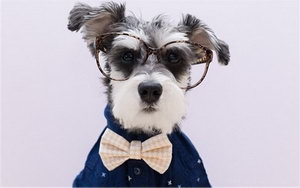 雪納瑞吃什么狗糧好 雪納瑞狗糧選擇推薦