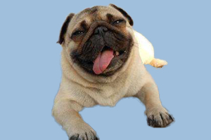 巴哥犬什么時候發(fā)情