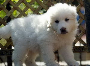 大白熊犬吃什么狗糧好 大白熊犬狗糧選擇推薦