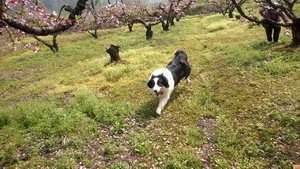 邊牧幼犬怎么照顧 邊境牧羊犬幼犬喂養(yǎng)護理知識