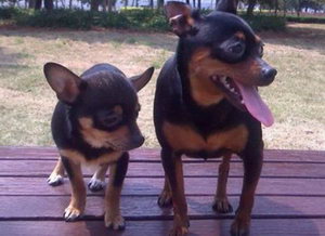 小鹿犬怎么美容 迷你杜賓犬美容流程