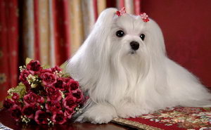 馬爾濟斯犬不能吃什么 馬爾濟斯犬不能吃的食物大全