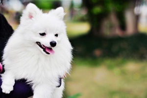 博美生產(chǎn)前征兆有哪些