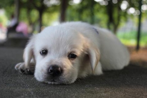 剛出生的狗狗怎么喂奶