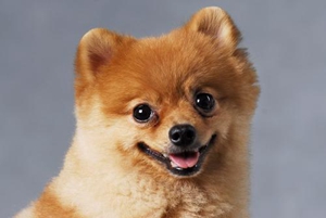 博美生小狗怎么辦