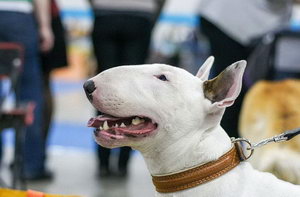 斗牛梗怎么洗澡 牛頭梗洗澡步驟介紹