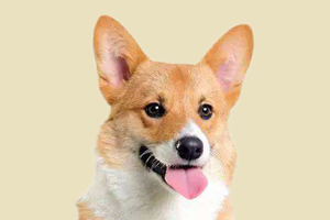 柯基產(chǎn)后要注意事項(xiàng)