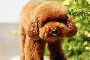 泰迪產(chǎn)前準備什么