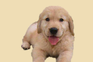 金毛犬什么時(shí)候配種