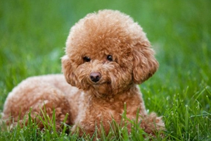 泰迪生產(chǎn)后吃什么下奶