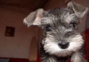 雪納瑞怎么洗澡 雪納瑞洗澡方法及注意事項