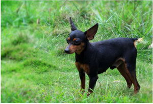 小鹿犬夏天不吃東西怎么辦 迷你杜賓犬夏天不吃解決方法