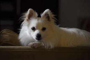 博美生小狗怎么剪臍帶