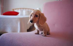 臘腸犬不能吃什么東西 臘腸犬不能吃的食物介紹