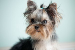 約克夏幼犬怎么洗澡 約克夏梗幼犬洗澡注意事項