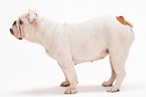 狗狗生產(chǎn)的癥狀有哪些