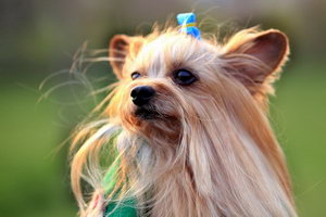 約克夏怎么養(yǎng) 約克夏飼養(yǎng)方法