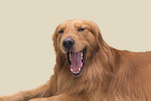 金毛產(chǎn)后吃什么