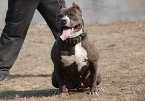 美國惡霸犬幼犬什么時候斷奶 惡霸犬幼犬怎么斷奶方法
