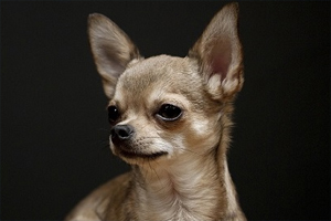 吉娃娃生產(chǎn)前兆是什么