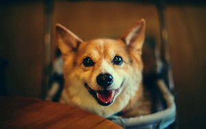 柯基怎么補鈣 柯基犬補鈣方法