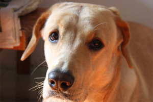 母狗要生有什么征兆