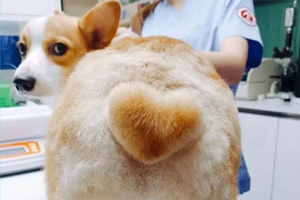 柯基犬懷孕吃什么