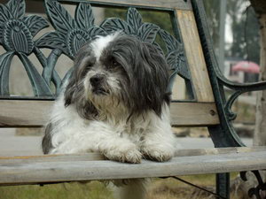 西施犬吃什么狗糧好 西施犬狗糧選擇推薦