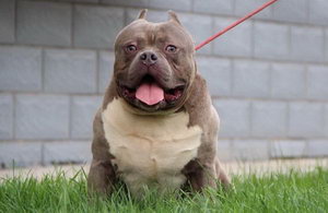 美國惡霸犬怎么刷牙?多久刷一次?惡霸犬口腔衛(wèi)生護理方法