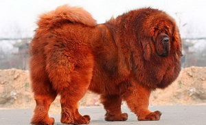 藏獒吃什么長的好 藏獒吃什么長得結(jié)實