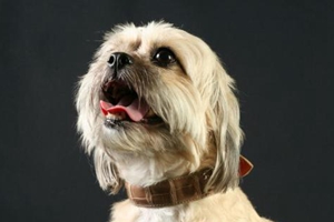 狗狗懷孕要吃什么