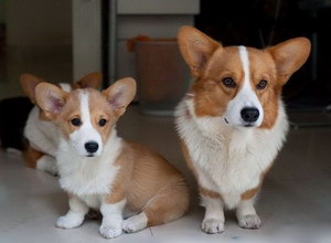 柯基怎么斷尾 柯基犬斷尾教程